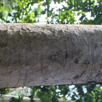 Dipterocarpus zeylanicus Thwaites